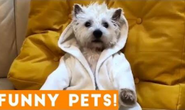 可爱狗狗视频,狗狗视频里的欢乐时光